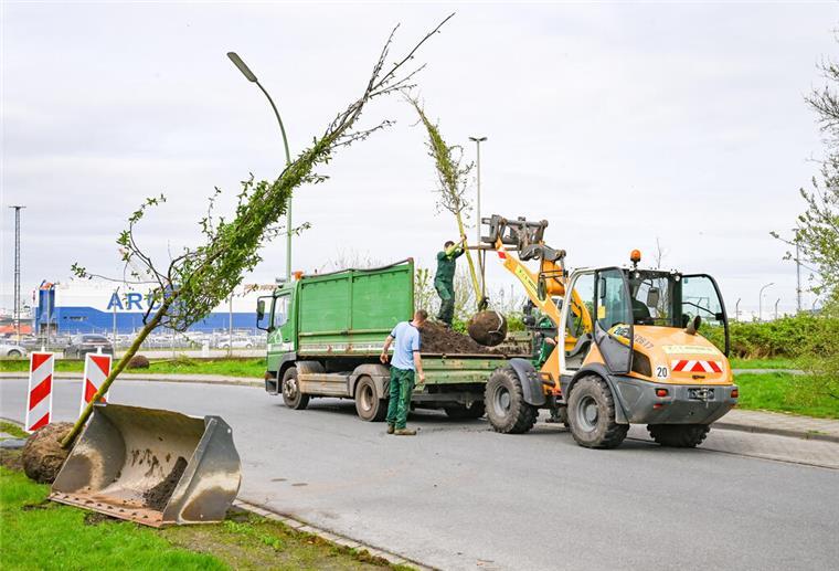 Alles grün? An diesen Straßen könnten in Bremerhaven bald neue Bäume stehen Begrünung der Batteriestraße mit Purpur-Erlen durch die Firma Grewe.
