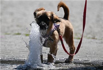Ein Hund trinkt aus einer Wasserquelle.
