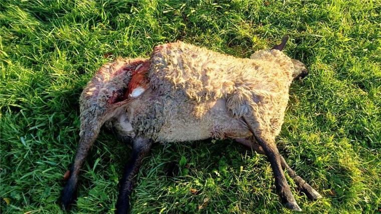 Am 22. Oktober 2024 wurden bei Cappeln zwei Schafe getötet und zwei verletzt – vor der Problemwölfin mit der genetischen Kennung GW2841f. 