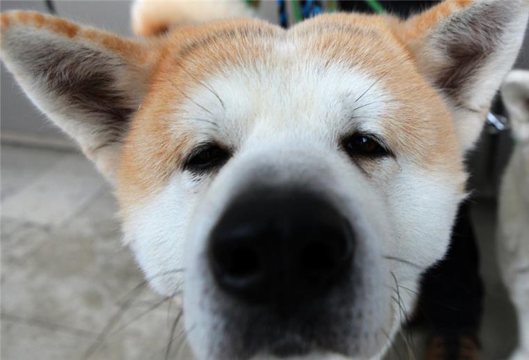 Eigener Hund greift Kind an: Polizei ermittelt gegen Mutter Bei dem Hund, der das Kind verletzt hat, handelt es sich um einen Akita Ino (Symbolbild).
