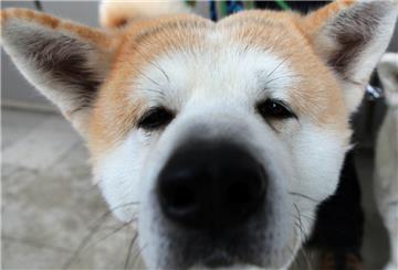 Bei dem Hund, der das Kind verletzt hat, handelt es sich um einen Akita Ino (Symbolbild).