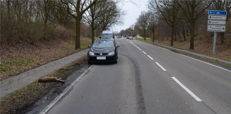 Schiffdorferdamm: Reh stirbt bei Wildunfall mit Auto Bei dem Wildunfall in Schiffdorferdamm ist ein Reh verendet.