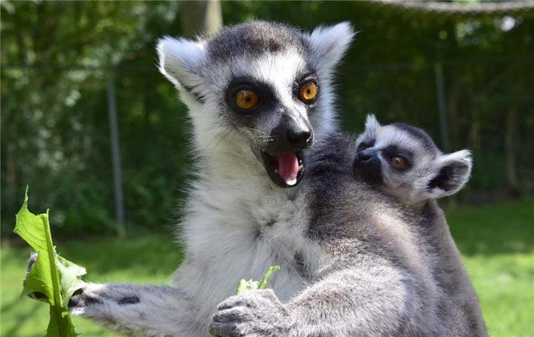 Bei den Kattas im Serengeti-Park hängt der Nachwuchs ganz eng an ihren Müttern.