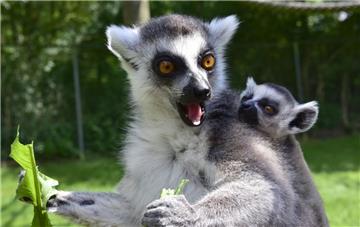 Bei den Kattas im Serengeti-Park hängt der Nachwuchs ganz eng an ihren Müttern.