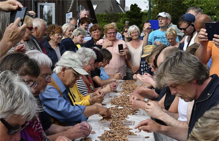 Bei den Pulmeisterschaften am Krabbentag in Wremen galt es, in 15 Minuten so viel Granat wie möglich aus der Schale zu pulen.