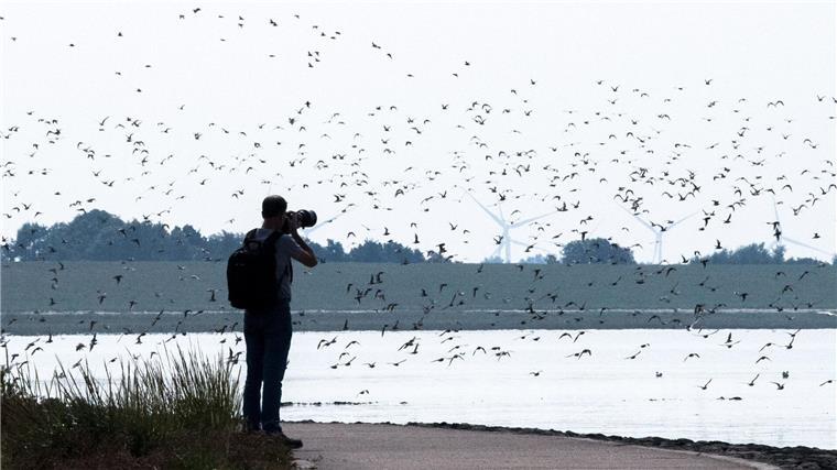 Bei den Zugvogeltagen gibt es rund 250 Veranstaltungen. (Archivbild)