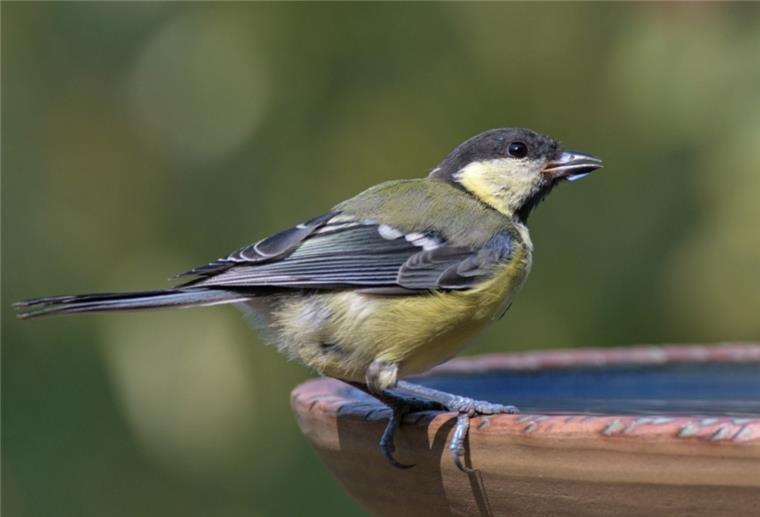Naturschutzbund: Wassertränken für Vögel und Insekten aufstellen Bei der aktuellen Trockenheit leiden auch die Vögel unter Wassermangel. Der NABU rät daher, Tränken aufzustellen.