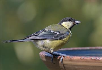 Bei der aktuellen Trockenheit leiden auch die Vögel unter Wassermangel. Der NABU rät daher, Tränken aufzustellen.