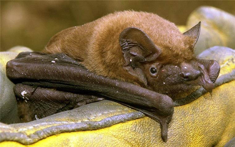 Bei der Batnight in Cuxhaven wird Tierärztin Dr. Micaela Peters am Freitagabend ihren Langzeitpflegling Mathilde, ein Abendseglerweibschen mit Handicap, mitbringen und ihr die abendliche Mehlwurmmahlzeit servieren.  