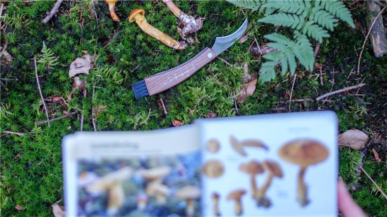 Giftnotruf erhält aktuell viele Anfragen zu Pilzvergiftungen Bei der Bestimmung von Pilzen sollten Experten hinzugezogen werden. Eine App oder ein Buch reichen nicht. (Archivbild)