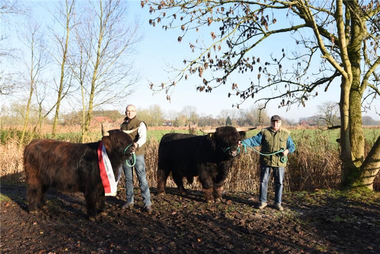 Diese Rinder aus Ueterlande sind ausgezeichnet Bei der „Cloppenburg Open” wurden „Pamela vom Höhneroog“ (vorderes Tier) und „Jamie of Yarchester“ aus der Zucht von Sven (rechts) und Helmut Frerichs (links) aus Ueterlande ausgezeichnet.