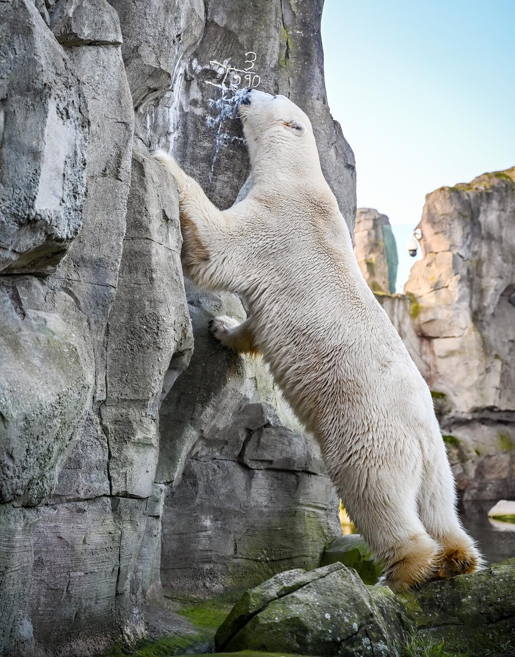 Bei der Inventur im Zoo am Meer wurde Lloyd mit Honig abgelenkt.