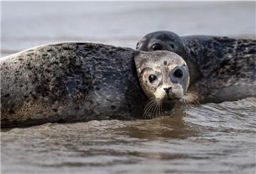 Bei der Seehundzählung in diesem Sommer im niedersächsischen Wattenmeer ist das zweite Jahr infolge die 10 000er-Marke geknackt worden - bei den 15 Flügen zwischen Juni und August wurden 10 277 Seehunde zwischen Ems und Elbe gezählt.