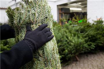 Bei der Wahl des Weihnachtsbaumes gibt es einiges zu bedenken.  
