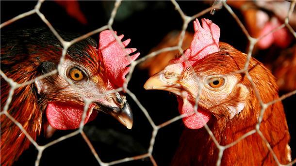 Zwei Legehennen hinter Maschendraht.