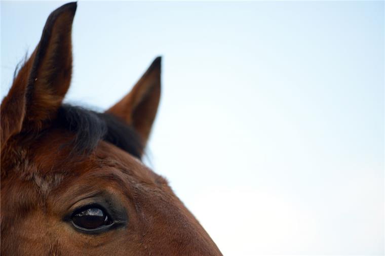 Vorsicht, Pferde! 65-Jähriger fährt Tiere über den Haufen Bei einem Unfall mit drei Pferden sind am Montag in Papenburg zwei der Tiere gestorben.