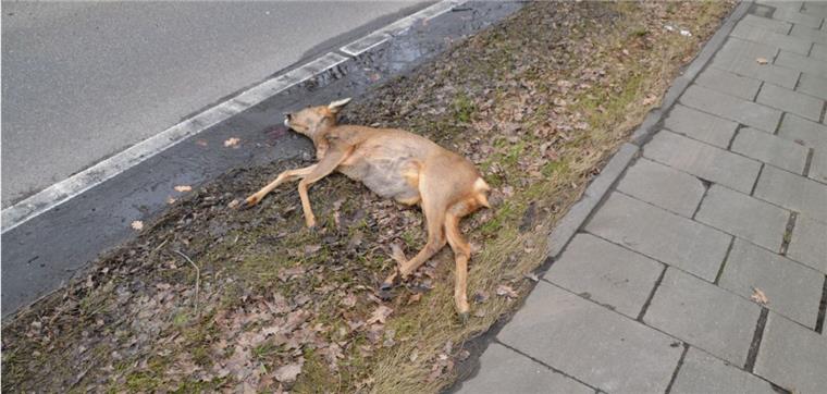 Zusammengefasst! Das war der Donnerstag im nord24-Land Bei einem Wildunfall in Schiffdorferdamm ist ein Reh ums Leben gekommen.