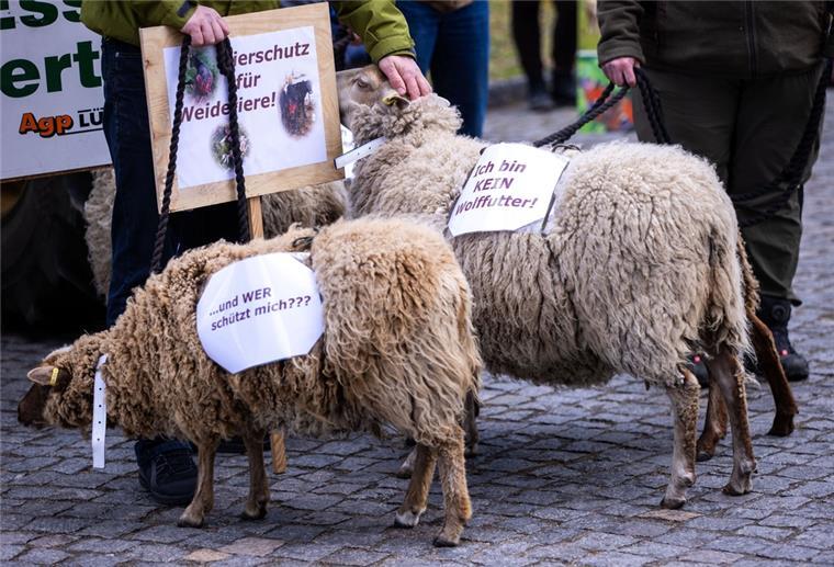 Weidetierhalter kündigen erneuten Protest gegen Wölfe an Ein Schaf trägt bei einer Protestaktion von Bauern gegen die weitere Ausbreitung wilder Wölfe ein Schild mit der Aufschrift "Ich bin kein Wolffutter!" auf seinem Rücken.