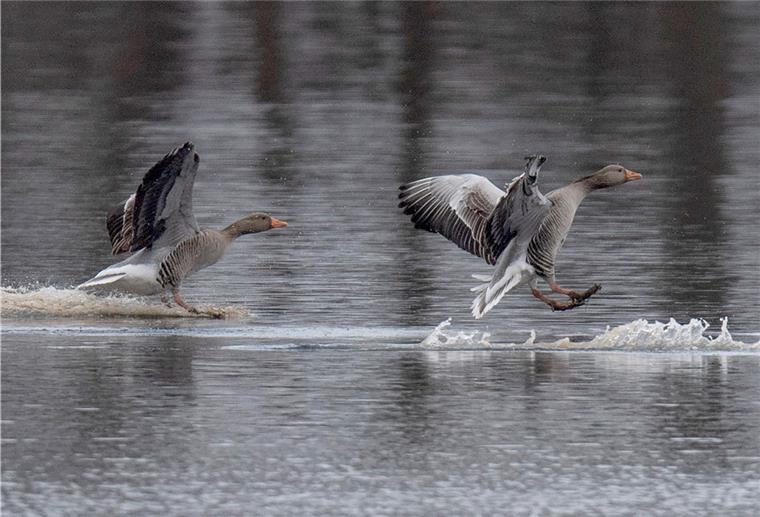 Geflügelpest: Mehrere Funde bei Wildvögeln im Cuxland Zwei Gänse landen auf einem Teich in Biebesheim.