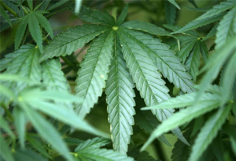 Polizei findet Cannabis-Plantage in Butjadingen Cannabis