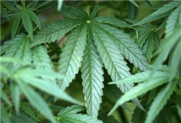 Cannabis