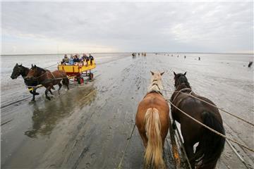 Bei einer Wattwagenfahrt von Cuxhaven nach Neuwerk   gab es einen Unfall.