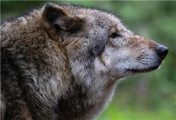 Wolf in einem Gehege