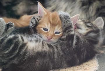 Katzenbabys liegen im Tierheim Berlin in ihrem Gehege.