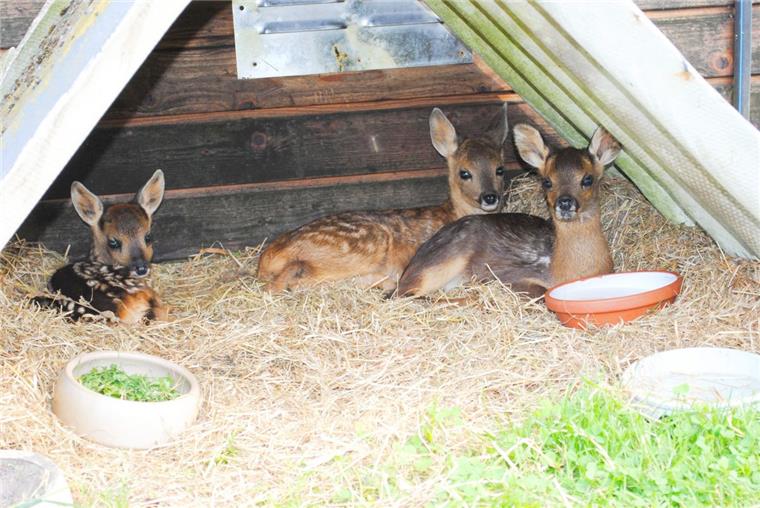Neues Zuhause für verwaiste Rehkitze Bei Heike und Manfred Wicknig finden verwaiste Rehkitze ein Zuhause auf Zeit. In der Auffangstation werden sie aufgepäppelt und später ausgewildert.