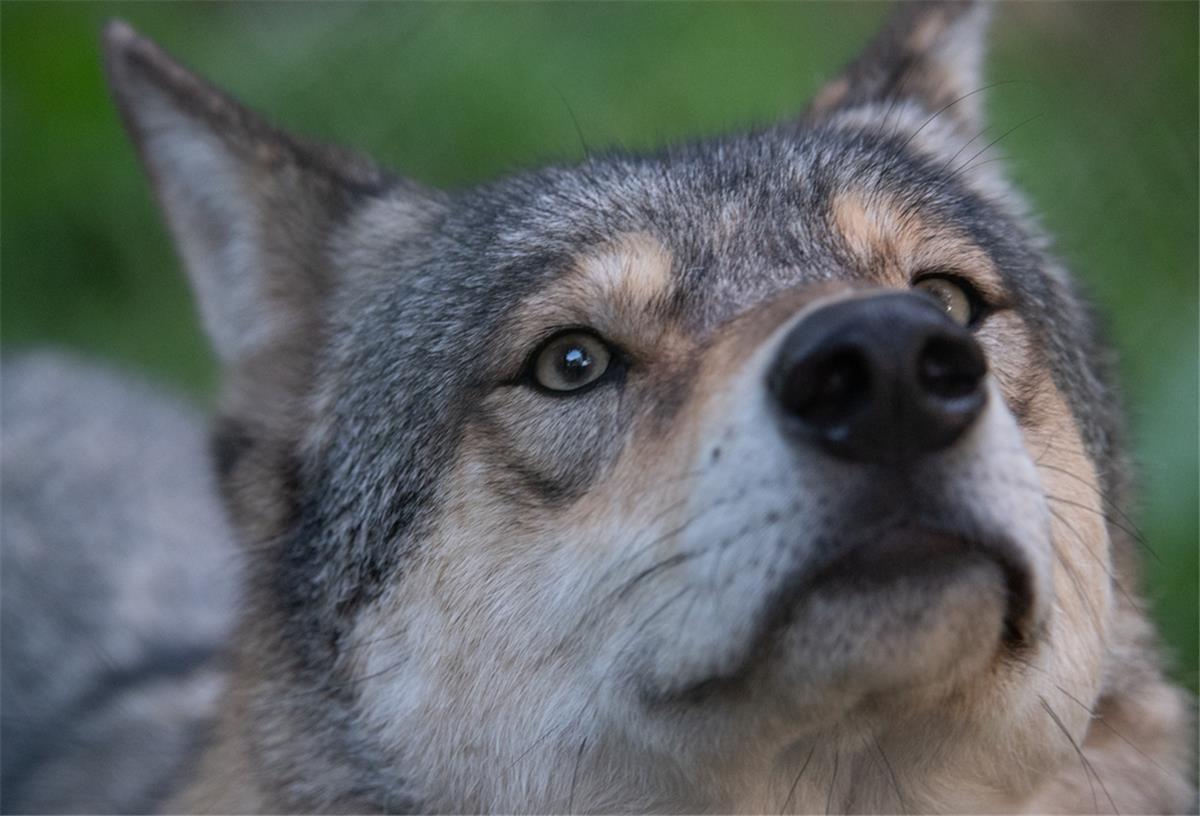 Jungwölfe bei Meckelstedt unterwegs? Ein Wolf blickt in die Kamera.