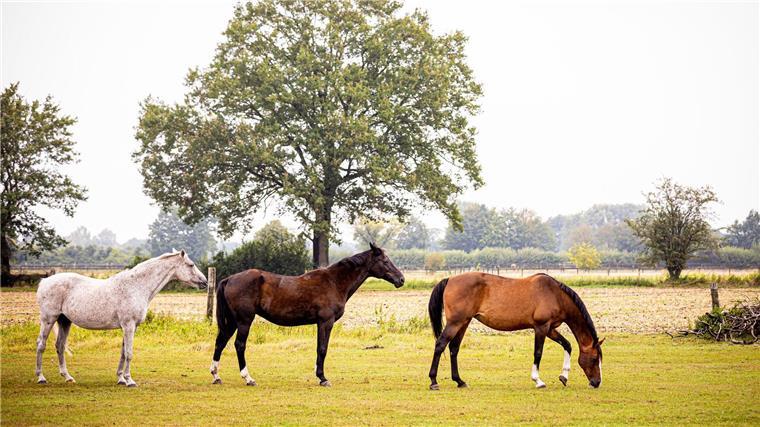 Mehr Fälle von West-Nil-Virus bei Pferden registriert Bei Pferden in Niedersachsen sind in den vergangenen Wochen vermehrt Infektionen mit dem West-Nil-Virus nachgewiesen worden. (Symbolbild)