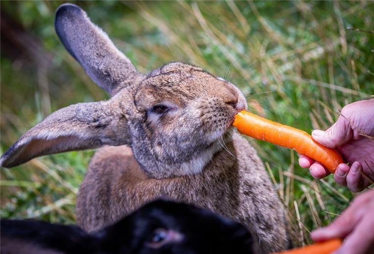 An heißen Tagen Kaninchen gründlich auf Parasiten absuchen Ein Kaninchen erhält eine Möhre.