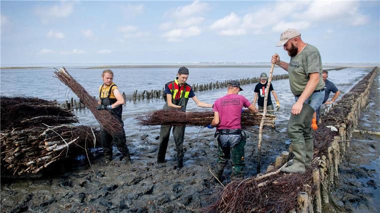 Wasserbau-Azubis lernen Küstenschutz in Ostfriesland Beim Bau von kleinen Dämmen im Watt, sogenannten Lahnungen, ist vieles Handarbeit.