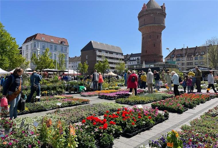 Blumen auf dem Konrad-Adenauer-Platz