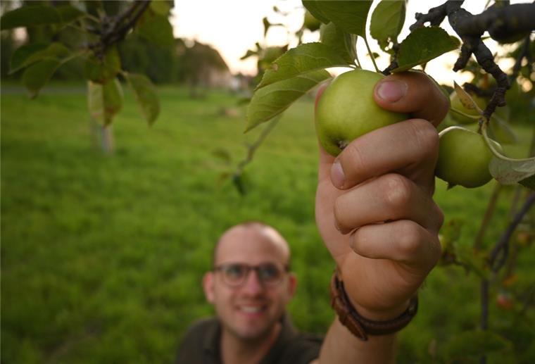 Ein Mann pflückt einen Apfel vom Baum.