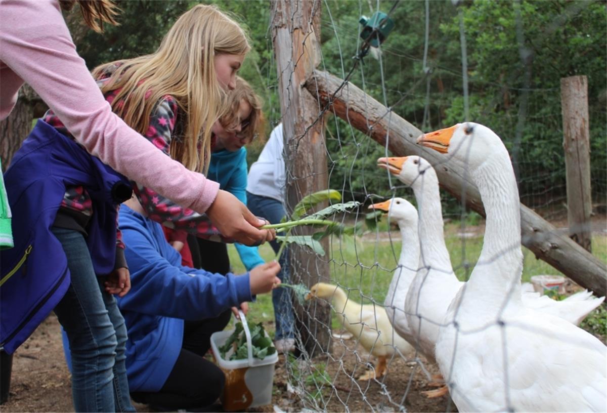 Wulsbüttel: Bufdis für die Dreptefarm gesucht Beim Freiwilligendienst im NABU-Schullandheim müssen die Bufdis auch vor Schulkindern bestehen und ihnen die Tiere auf Fütterungsrunden näherbringen.