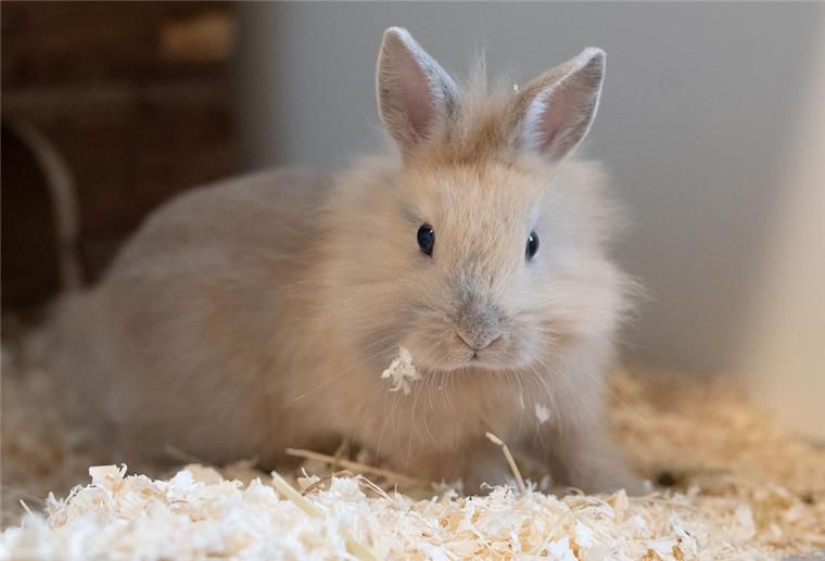 Stress im Stall: Kaninchen nicht einfach hochheben Kaninchen