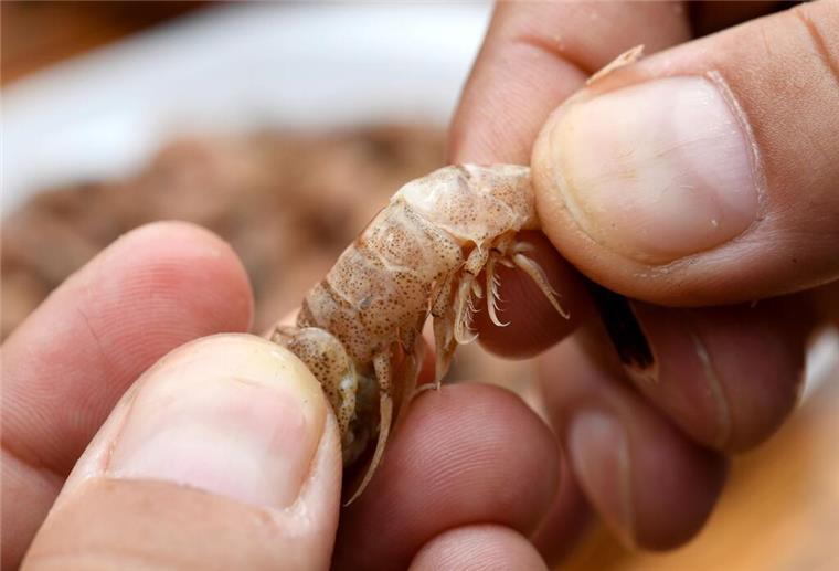 Beim Krabbenpulwettbewerb ist Fingerfertigkeit gefragt.