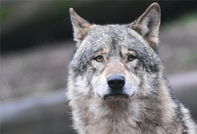 Wanderer findet toten Wolf: Polizei ermittelt Beim Wandern machte er einen unschönen Fund. Jetzt ermittelt die Polizei.