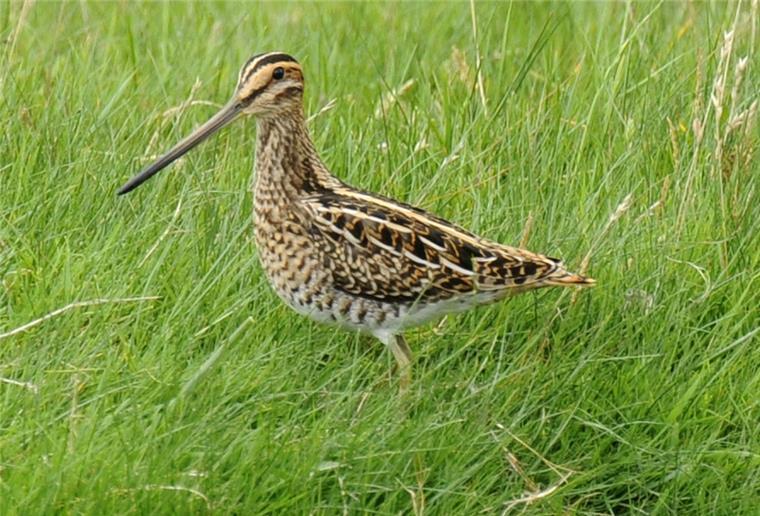 Viele Vogelarten in Bremen und Niedersachsen sind bedroht Bekassinen benötigen als Lebensraum Moor, Brache oder Salzwiese.