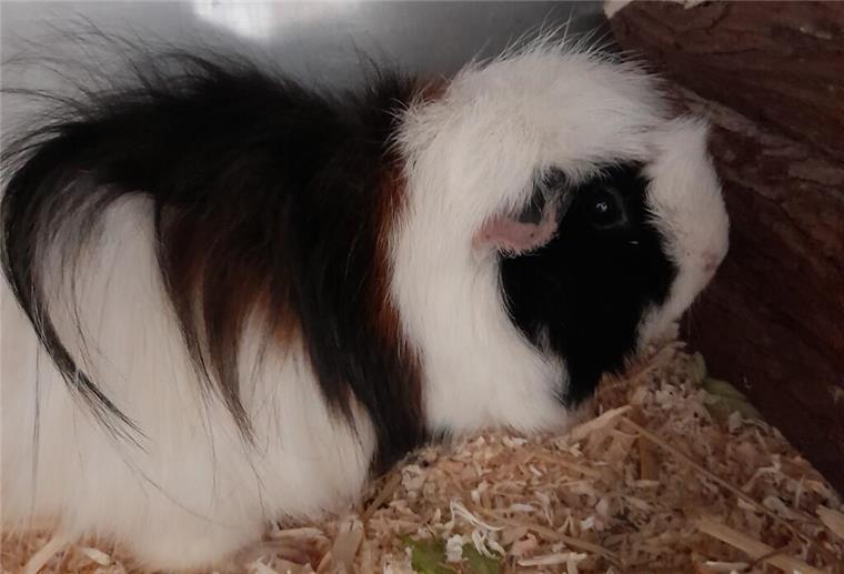 Meerschweinchen „Bella“ sucht ein neues Zuhause Bella sucht ein Zuhause in einer vorhandenen Meerschweinchengruppe.