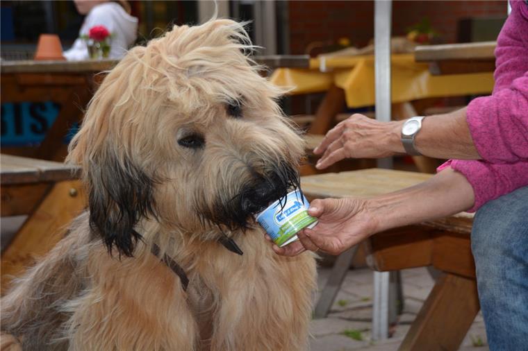 In Sahlenburg sind auch die Hunde heiß auf Eis Benno liebt das Eis für Hunde, das es jetzt im Kletterpark Sahlenburg gibt.