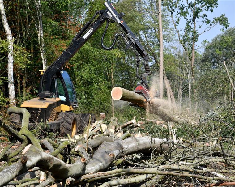Bremerhaven: Im Wasserwerkswald wird gefällt Bereits im vergangenen Jahr mussten im Wasserwerkswald Wulsdorf in Bremerhaven Bäume aus Sicherheitsgründen gefällt werden. Insgesamt waren es 400 im Wald Wollerschlee.