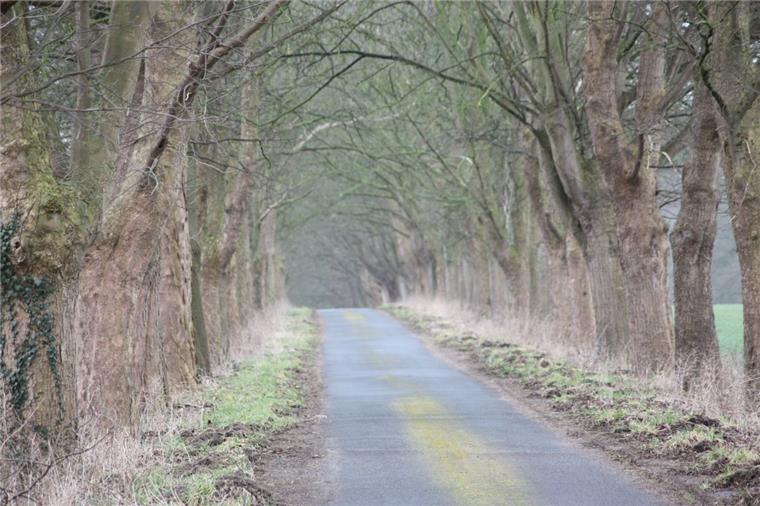 Bergahorne stehen für Besucher Spalier: Die Allee zum Haus Wittenborgh in Driftsethe bildet auf rund 500 Metern Länge einen Tunnelweg.  Foto Gehrke