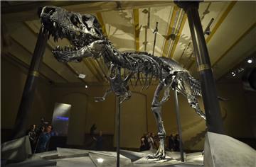 Berlins beliebter Dinosaurier "Tristan Otto" hatte zu Lebzeiten vermutlich heftiges Zahnweh.