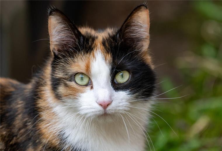Freigänger-Katzen im Visier: Streit um Abschüsse in Deutschland Besitzer müssen um ihre Hauskatzen bangen.