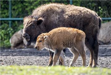 Besonders fleißig waren die Bisons in diesem Jahr: Hier sind bereits sieben Kälber geboren