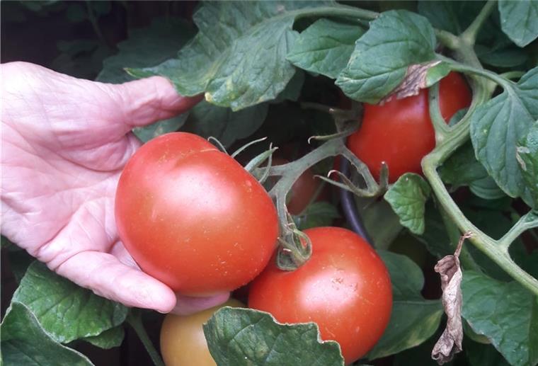 Besonders gut klappt das Home Gardening mit Tomaten.
