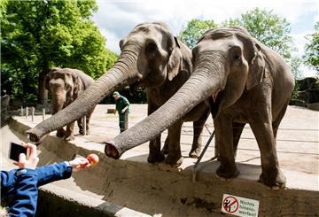 Besucher füttern in Hagenbecks Tierpark Elefanten im Außengehege. Elefantenbulle Santosh gehört nun leider nicht mehr zu ihnen. (Archivbild)