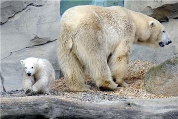 Besucher stürmen den Zoo am Meer, unter anderem auch wegen Eisbärin Lili. Hier m...